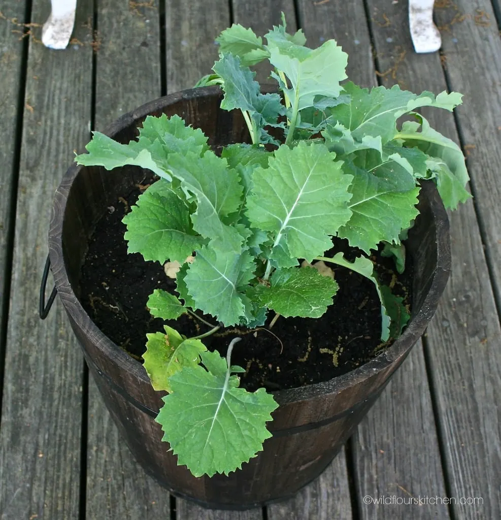 kale plant before